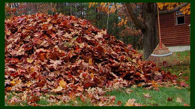 fall leaves removal, leaf raking, yard cleanup